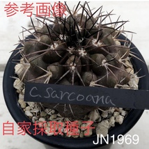 13 自家採取種子 10粒 コピアポア サルコアーナ Copiapoa sarcoana JN1969 検索 @Leafy works 黒王丸_画像1