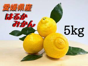 はるか 5kg 愛媛県産 柑橘 ほどよい甘さ 少ない酸味 みかん 蜜柑 限りなくレモンに近いイエロー　③