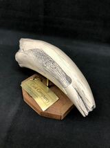 希少 レプリカ牙 彫刻 Sperm Whale G.H.Cook Company マッコウクジラ 海外アート 牙 歯 置物 レトロ_画像9