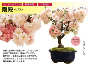 桜盆栽：八重桜(大）＜国産青モッコ陶器鉢＞【2024年春開花】