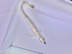 C3極上個体!!白く光沢あり体格よく成長中のフルゴールヘッド過背金龍±31cm GMLファーム産