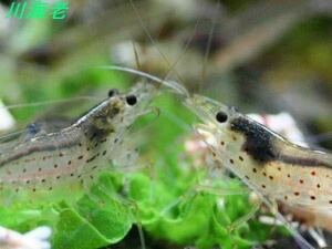 【川海老】4〜5cm50匹ヤマトヌマエビ★北海道・沖縄への発送は休止中です★