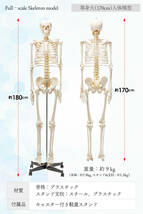 【国際規格認証品】等身大 人体模型 170cm 神経根有り 全身骨格模型 骨格標本 骸骨模型 人骨模型 骨格模型 ガイコツ 靭帯 全身模型_画像6