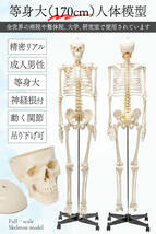 【国際規格認証品】等身大 人体模型 170cm 神経根有り 全身骨格模型 骨格標本 骸骨模型 人骨模型 骨格模型 ガイコツ 靭帯 全身模型_画像2
