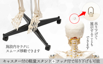 【国際規格認証品】等身大 人体模型 170cm 神経根有り 全身骨格模型 骨格標本 骸骨模型 人骨模型 骨格模型 ガイコツ 靭帯 全身模型_画像9