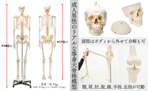 【国際規格認証品】等身大 人体模型 170cm 神経根有り 全身骨格模型 骨格標本 骸骨模型 人骨模型 骨格模型 ガイコツ 靭帯 全身模型_画像7