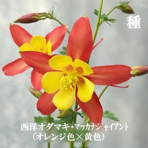 春まき花の種　西洋オダマキ・マッカナジャイアント（オレンジ黄色）30粒　多年草