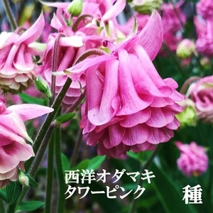 春まき花の種　西洋オダマキ・タワーピンク50粒以上　多年草／宿根草