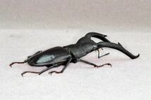 涅槃 1/1 マンディブラリスフタマタクワガタ クワガタムシ フィギュア 冷蔵庫貼り 昆虫 甲虫 樹脂 プラモ おもちゃ 模型 誕生日 プレゼント_画像4