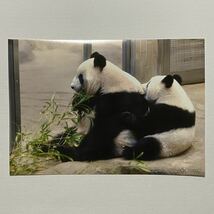 シャンシャン シンシン 写真(Lサイズ) 4枚セット②／ジャイアントパンダ 上野動物園 香香 真真 親子 ブロマイド 毎日パンダさん_画像3