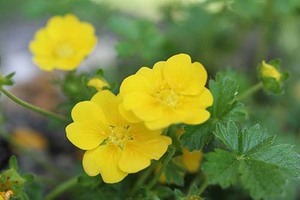 山野草　高山植物　ポティンテラ・クランジー　苗