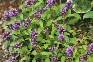 山野草　高山植物　ミヤマウツボグサ　苗