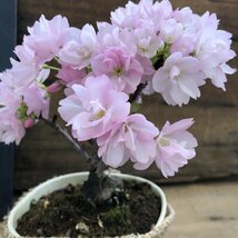 一才桜 即完売 テーブルで楽しむ 旭山 ガーデニング 観葉植物_画像5