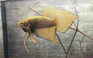 【オス1匹】　珍しい splendens yellow longtail ベタ　ラスト　#2