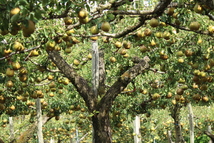 ■山形県産　ラ・フランス　約3kg10-11玉　2Ｌ_画像5