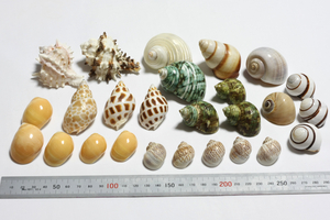 貝殻26個セット　ヤドカリ・オカヤドカリの飼育、インテリア用などに