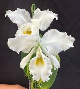 洋蘭原種 カトレア C gaskelliana f.alba 'Maria Isabel'