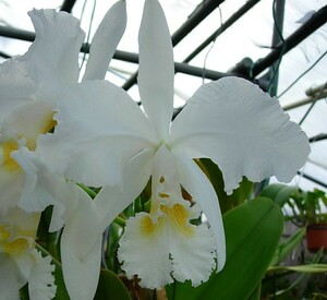 洋蘭原種 カトレア C. warneri f.alba 'Kolossus' (OG)