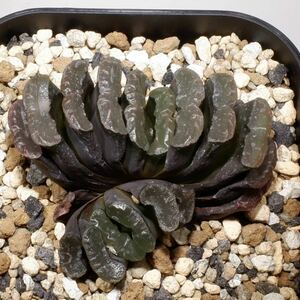 （２４−０９９）ハオルチア 玉扇 H. truncata, YO1977-062 (IB23988)