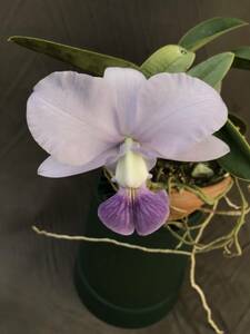 洋蘭原種 ST-208a C.walkeriana coerulea 　初花