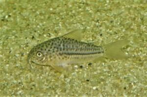 * special price Corydoras sp. line galana*