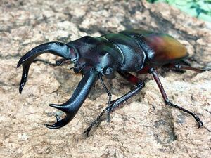 エロンガトゥス フタマタ クワガタ 初２齢幼虫４頭