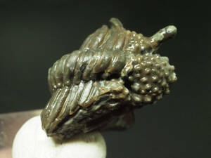  Britain production! strawberry head! Mitsuha insect [Encrinurus punctatus] England production / fossil /enklinrus/ dinosaur 