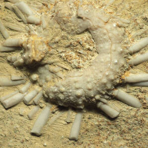 棘あり希少!ウニの化石【Tetragramma marticense】【518g】モロッコ王国産/恐竜/骨/魚/ウミユリ/ヒトデ/棘皮動物