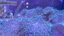水槽で増殖したもの・ディスクコーラルヘアリータイプ蛍光グリーン（2個付）土台付　ソフトコーラル サンゴ　（A）_画像2