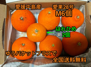 全国送料無料　紅まどんなと同じ品種　愛果28号　M玉6個　希少な　はれひめ2玉　ゆうパケットプラス　箱込み1kg 愛媛中島産　②