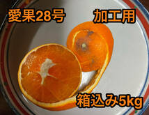 愛果28号　紅まどんなと同じ品種　加工用　箱込み5kg ⑨_画像1