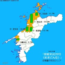 全国送料無料　紅まどんなと同じ品種　愛果28号　M玉6個　希少な　はれひめ2玉　ゆうパケットプラス　箱込み1kg 愛媛中島産　④_画像5