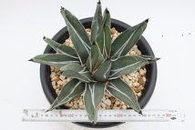 Agave nickelsiae (= Agave ferdinandi-regis) 笹吹雪　ニッケルシー　フェルディナンディレジス_画像2