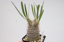 Pachypodium rosulatum var. gracilius　パキポディウム グラキリス 象牙宮_画像2