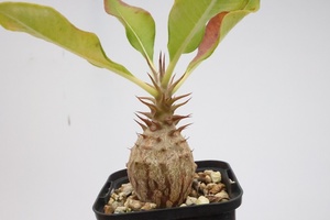 Pachypodium baronii var. windsorii パキポディウム　ウィンゾリー