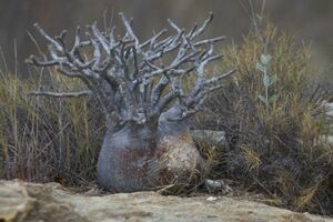 【1円～】Pachypodium rosulatum var. gracilius パキポディウム グラキリス 象牙宮 種子 100粒