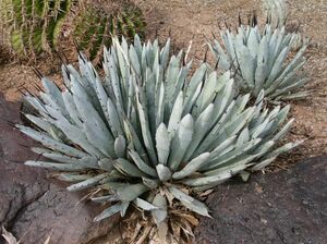 【1円～】 Agave macroacantha アガベ マクロアカンサ 種子 100粒