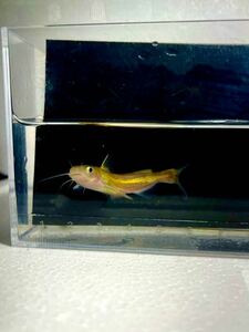 ギギ 約5cm 中型魚 ナマズ 川魚 混泳( ナマズ マナマズ プレコ ) 土日どちらか当方の都合の良い方での発送