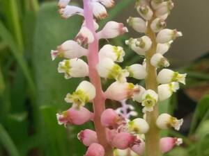 激レア！！　南ア小型球根 種子　Lachenalia elegans　ラケナリア・エレガンス　種子10粒