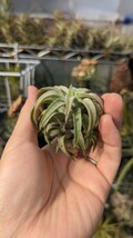 Tillandsia vanhyningii Jumbo エアープランツ ティランジア_画像3