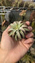 Tillandsia vanhyningii Jumbo エアープランツ ティランジア_画像1