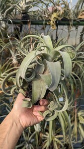 Tillandsia ‘Bea Correale’ x ‘Curly Slim’ CYC hybrid #230 ティランジア エアプランツ