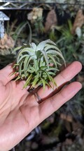 Tillandsia vanhyningii Jumbo エアープランツ ティランジア_画像2