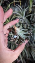 Tillandsia vanhyningii Jumbo エアープランツ ティランジア_画像6