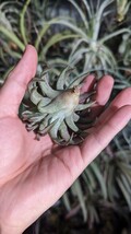 Tillandsia vanhyningii Jumbo エアープランツ ティランジア_画像7