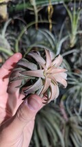 Tillandsia vanhyningii Jumbo エアープランツ ティランジア_画像2