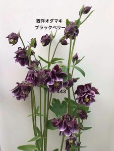 西洋オダマキ ブラックベリー　 花の種　25粒