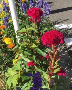 ケイトウ　花の種　25粒