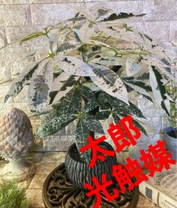 光触媒　人工観葉植物　ウォールグリーン　フェイクグリーン　斑入りパキラ5555