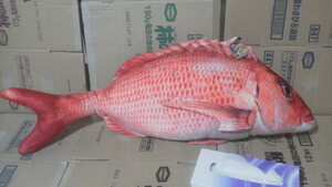 海の生物 海鮮市場 鯛 ぬいぐるみ 90cm 魚